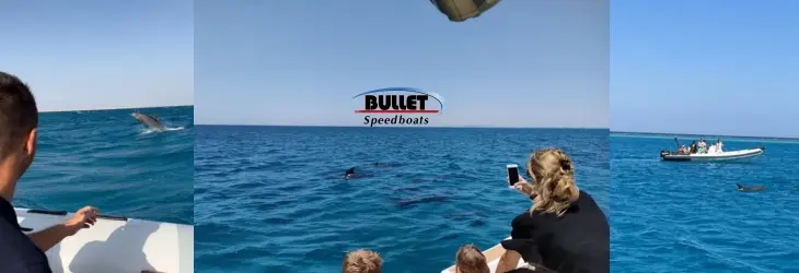 Dolphin House Hurghada: Everything About Swimming with Wild Dolphins